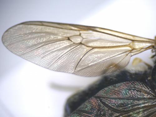Chloromyia formosa